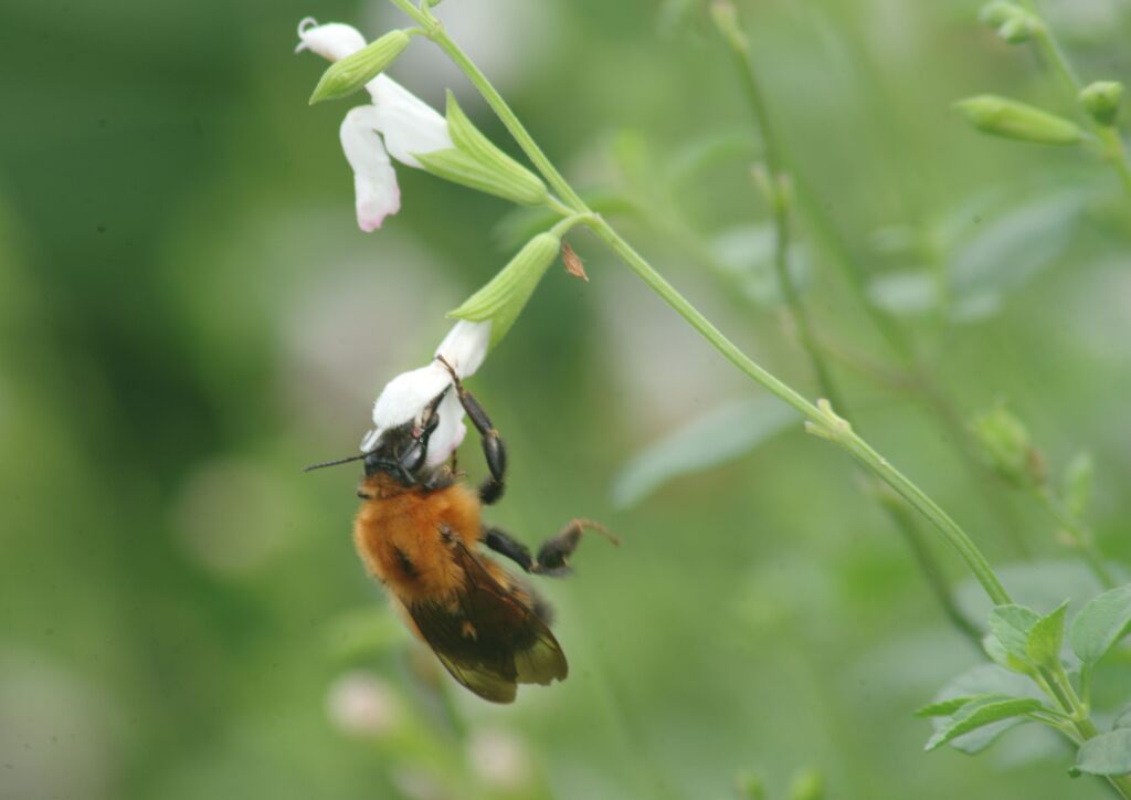 はつ夏　クマバチ