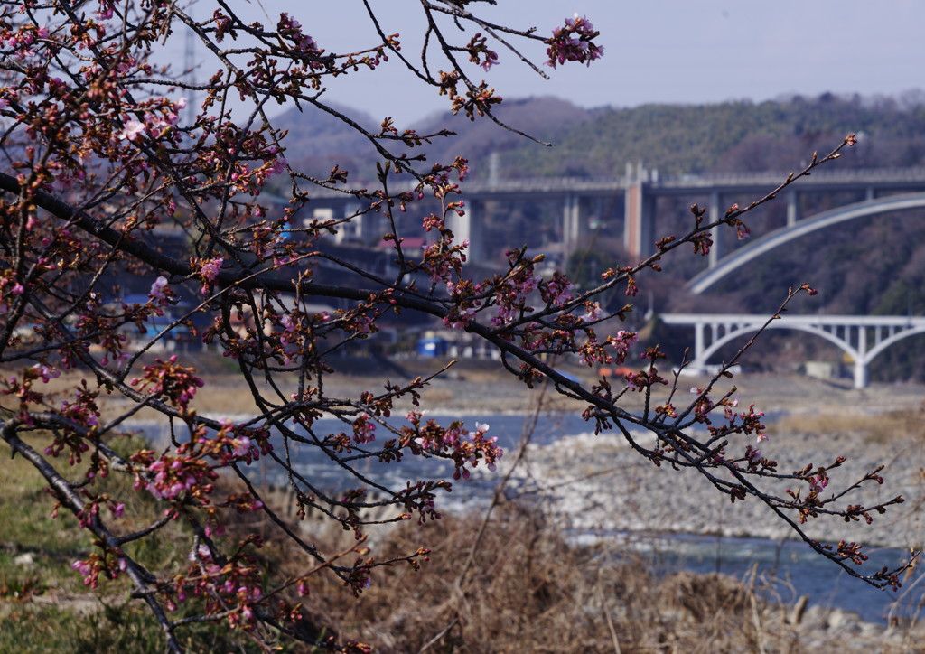 OLDLENS  河津桜