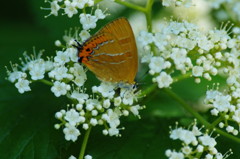 虫達を追って　アカシジミ？
