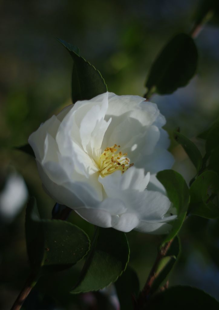 寒露　サザンカ