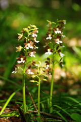 春を探して　エビネラン