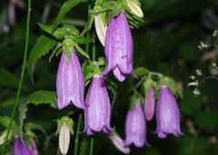 初夏　ホタルブクロ