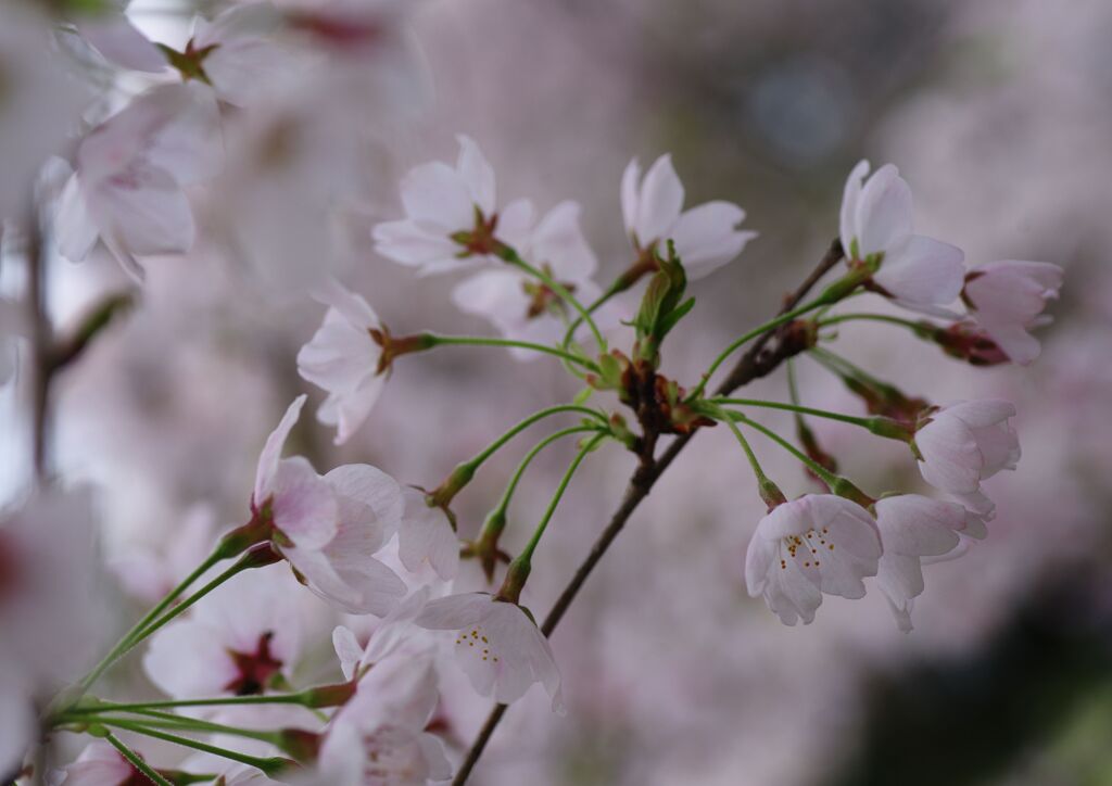 ソメイヨシノ満開　Ⅱ