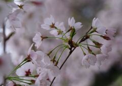 ソメイヨシノ満開　Ⅱ