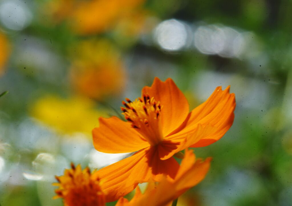 キバナコスモス　Ⅱ