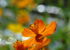 キバナコスモス　Ⅱ