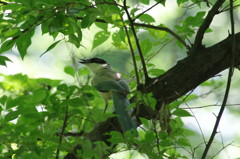 野鳥を追って　オナガ
