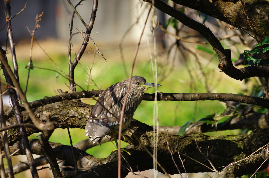 野鳥を探して　ゴイサギ　？