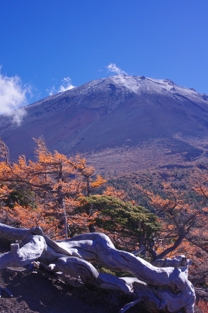 秋を探して　富士山と唐松