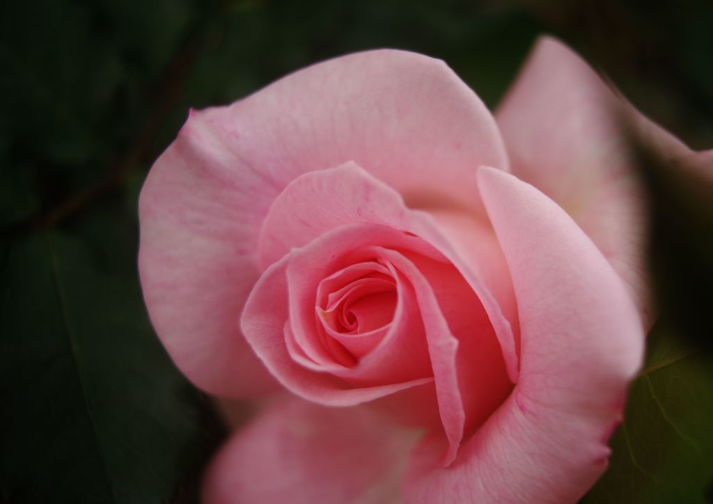 春色　薔薇ピンク