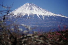 春暖　富士山