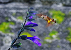 小さな虫達　ホウジャク　Ⅲ