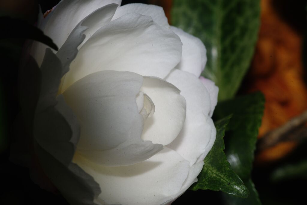 落日　山茶花　Ⅱ