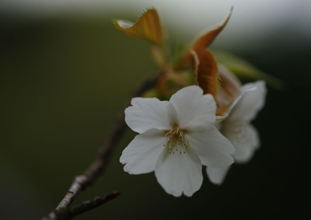 晩春　桜　Ⅱ