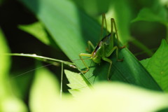 花と虫達　キリギリス？