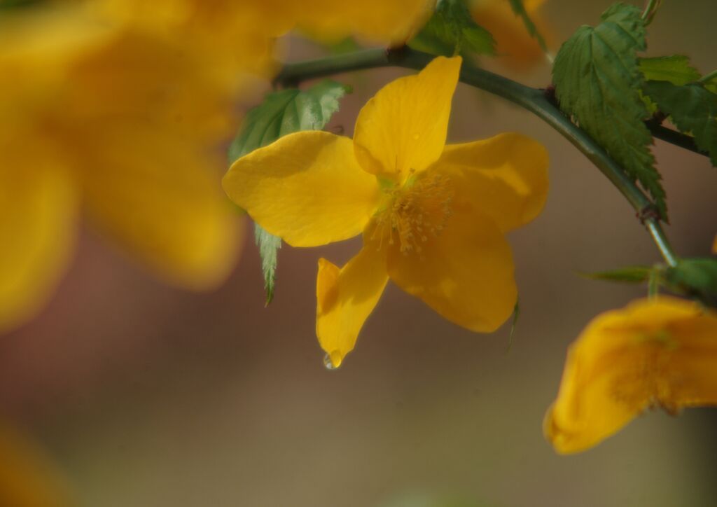 花春　山吹