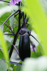 初夏を探して　ナス
