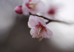 仲春　梅　Ⅱ