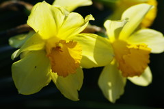 春を探して　ラッパスイセン