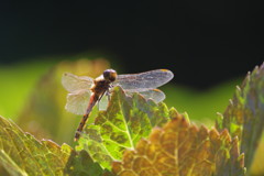 虫達を追って　トンボ