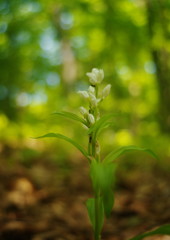 春色　ギンラン