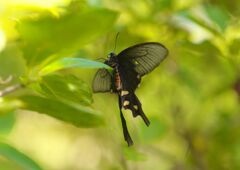 行秋　ジャコウアゲハ？　Ⅱ