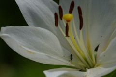花と虫達　アリ