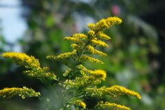 セイタカアワダチソウ