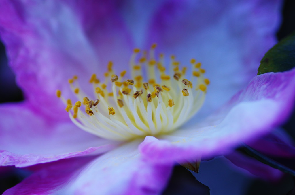 秋を探して　山茶花