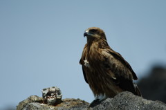 野鳥を探して　とび？
