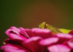 　白露　待ち伏せ