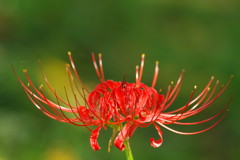 秋を探して　彼岸花