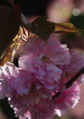 晩春　八重桜