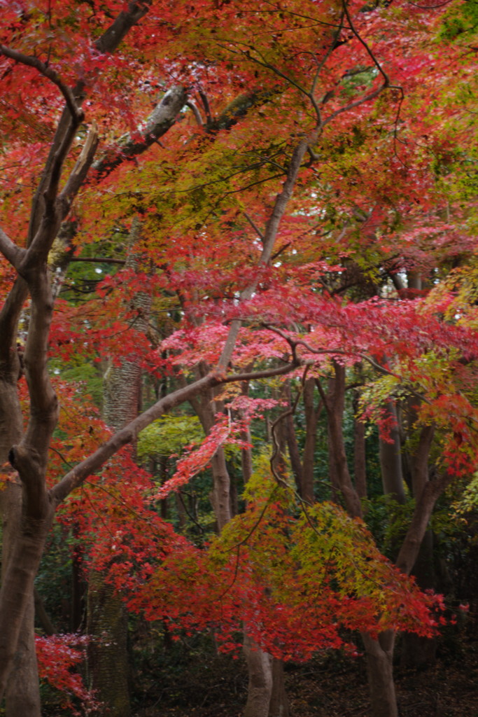 短日　紅葉　Ⅱ