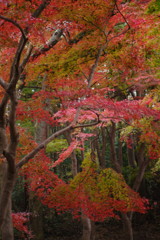 短日　紅葉　Ⅱ