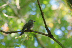 野鳥を探して　ヒヨドリ