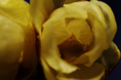 冬を探して　ロウバイ　Ⅲ