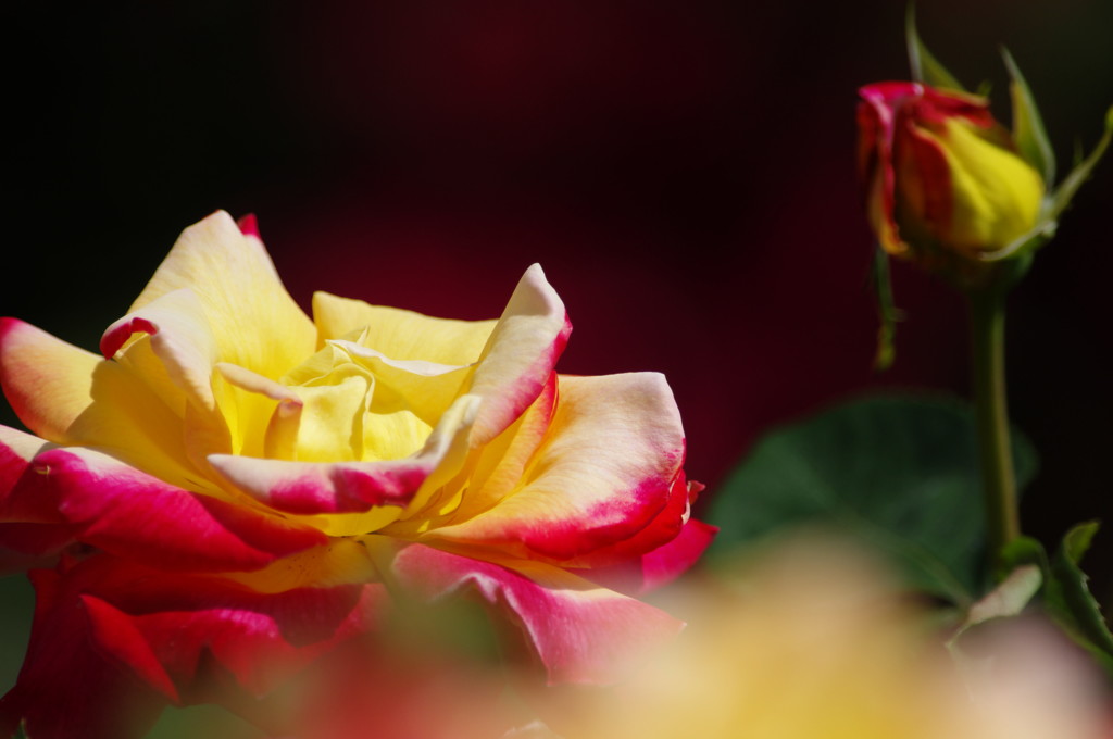 春爛漫　薔薇　完