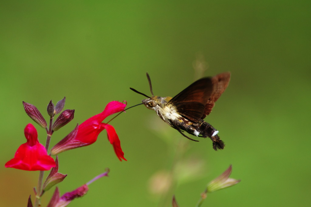 虫達を追って　ホウジャク