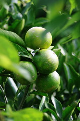 秋を探して　ミカン