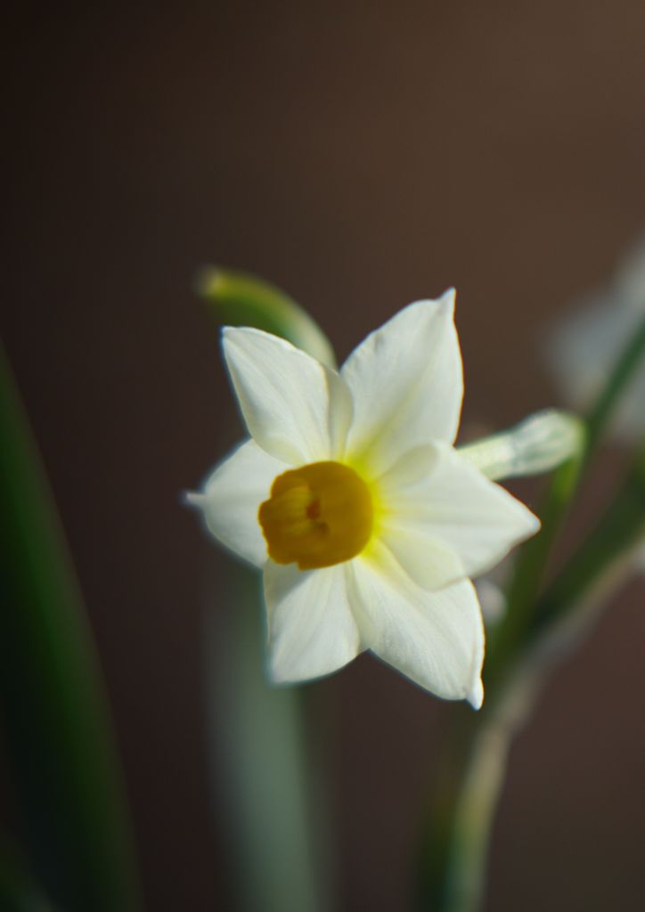 初春　水仙
