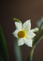 初春　水仙