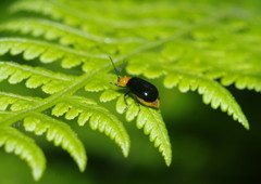 仲夏　クロウリハムシ