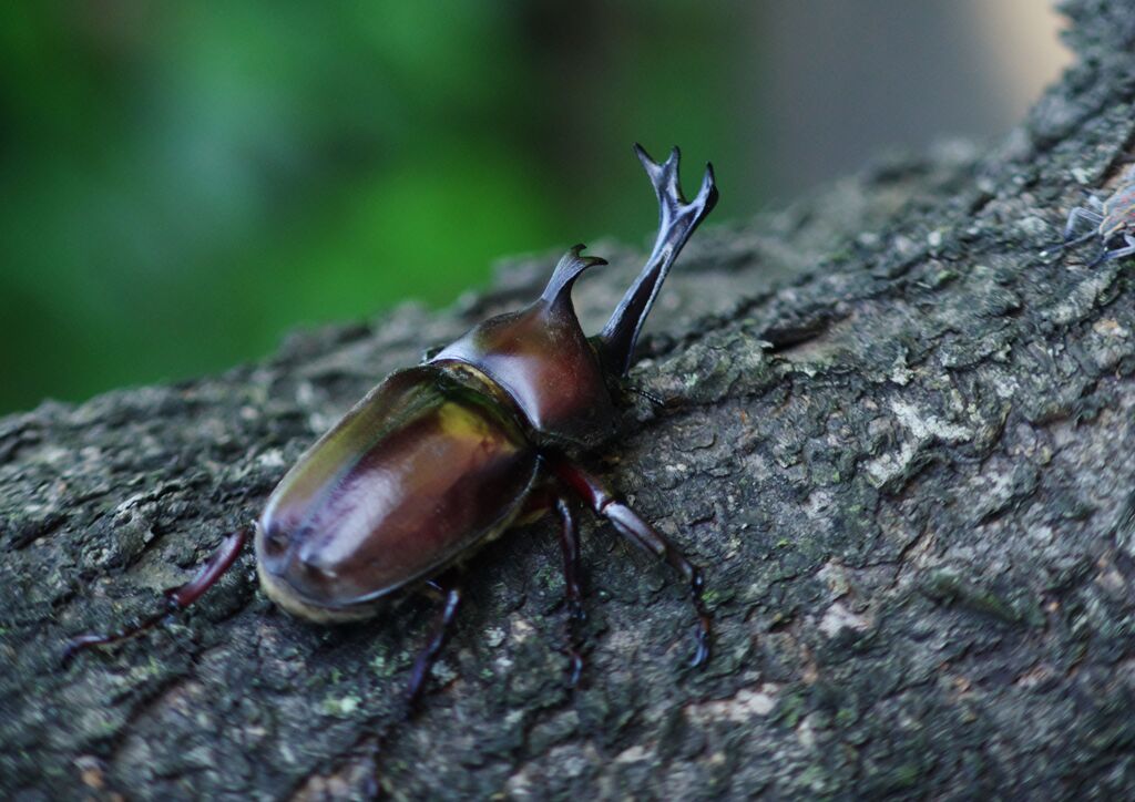 季夏　カブトムシ　Ⅱ