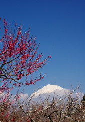 旅写真　梅に富士山　Ⅶ