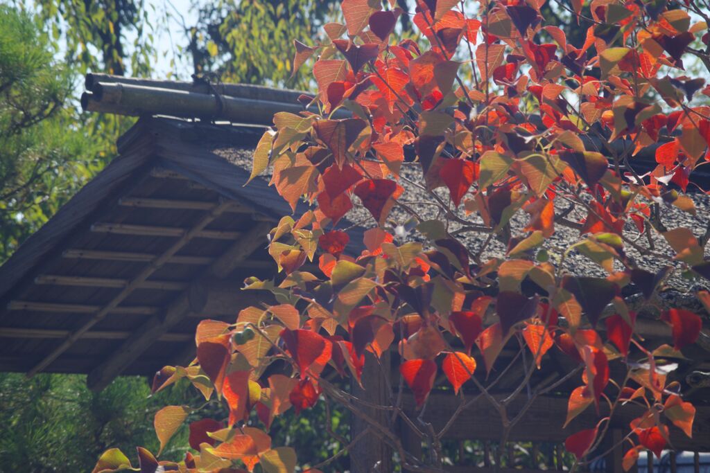 落日　紅葉　Ⅱ