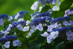 紫陽花　Ⅱ