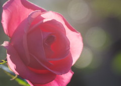 OLD LENS  バラ　Ⅱ