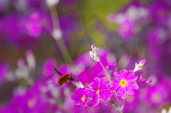 春爛漫　サクラソウ　Ⅲ