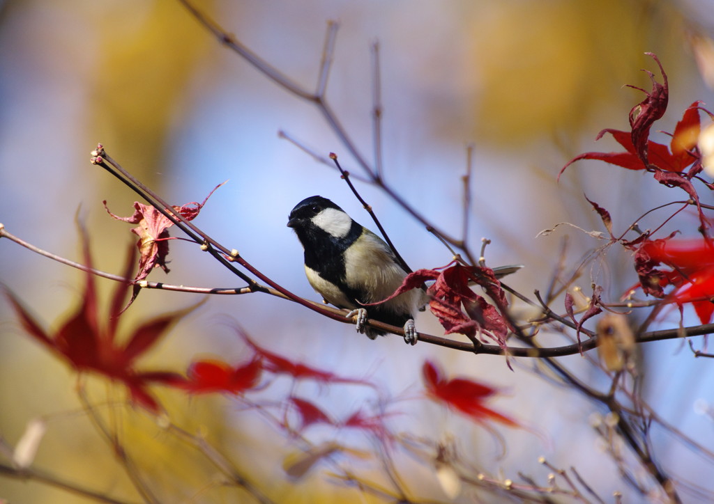 野鳥を探して　シジュウカラ　Ⅱ